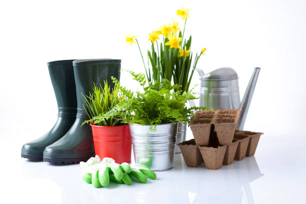 istock Gardening tools and flowers isolated on white 666391792