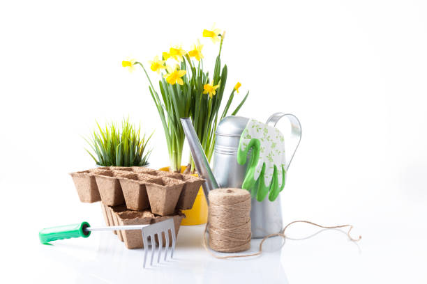 istock Gardening tools and flowers isolated on white 666391880