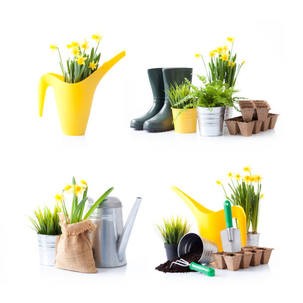 Gardening tools and flowers isolated on white