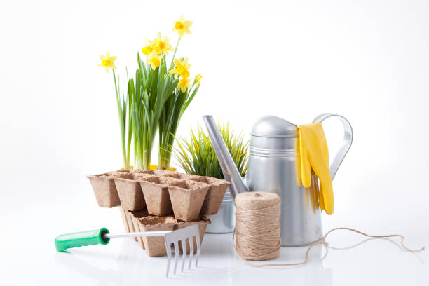 istock Gardening tools and flowers isolated on white 666391892