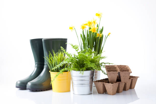 istock Gardening tools and flowers isolated on white 666391930