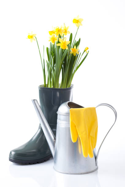 istock Gardening tools and flowers isolated on white 666391960