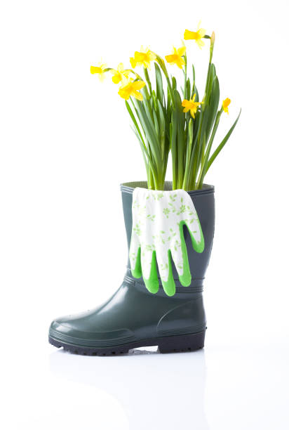 istock Gardening tools and flowers isolated on white 666391980