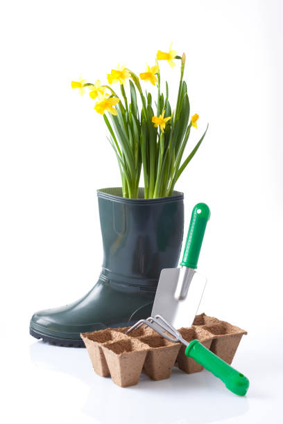 istock Gardening tools and flowers isolated on white 666392010