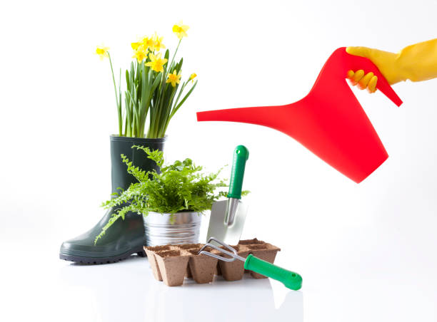 istock Gardening tools and flowers isolated on white 666392032