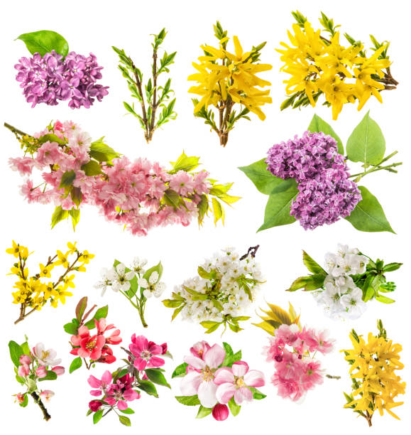 Blossoms of apple tree, cherry twig, pear, forsythia, lilac. Big collection of spring flowers isolated on white background