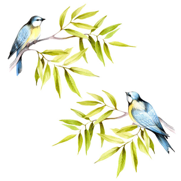 istock Birds on a branch. Hand draw watercolor illustration 666393988