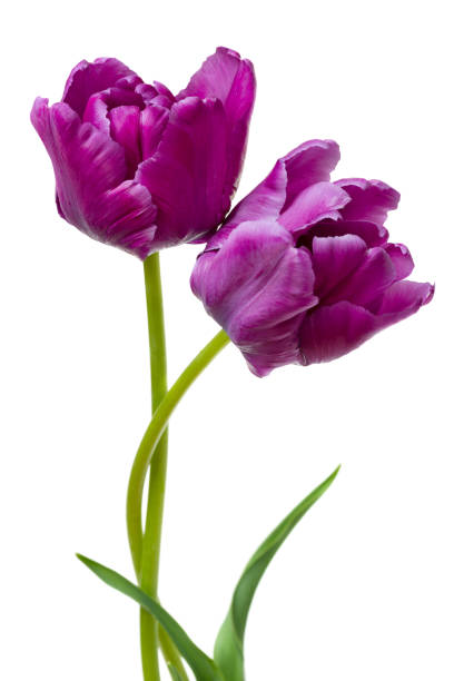 istock Beautiful purple parrot tulips 666394182