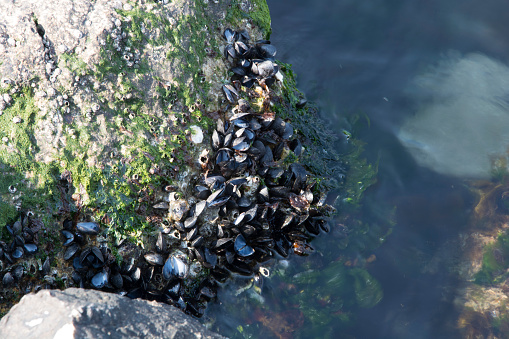 At the edge of the sea, mussel shells on the rock