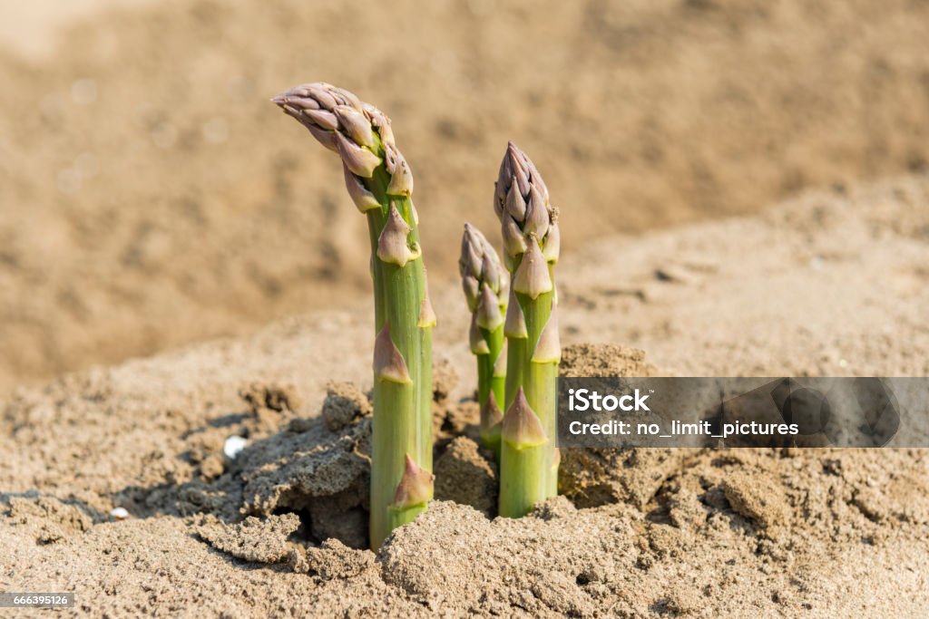 asparagus on field close-up asparagus on field close-up in Germany Agricultural Field Stock Photo