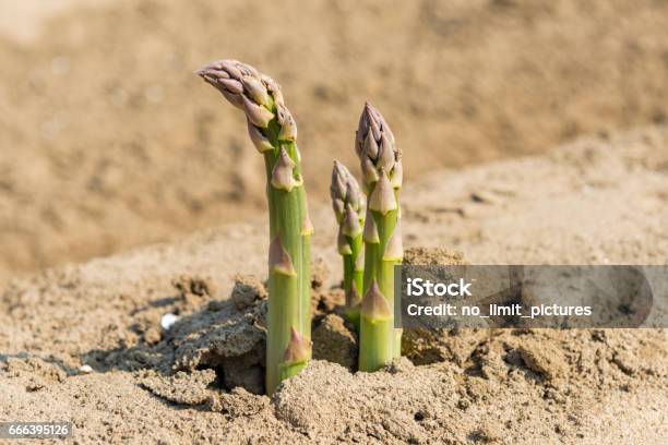 Asparagus On Field Closeup Stock Photo - Download Image Now - Agricultural Field, Agriculture, Asparagus