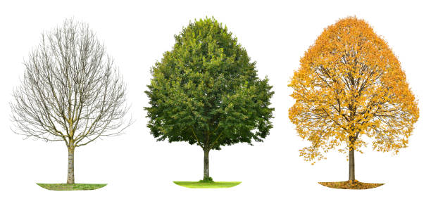 silhouette d'arbre d'isolement automne d'été de printemps - autumn sun oak tree photos et images de collection