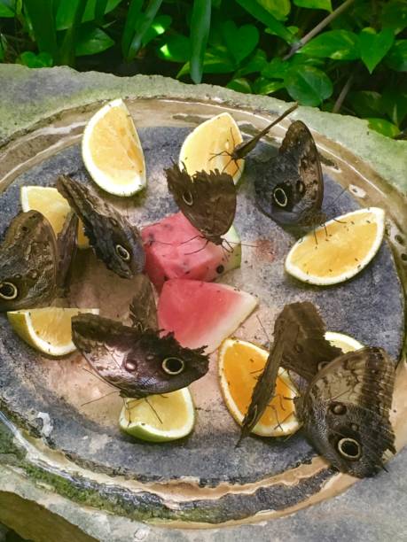 Butterfly Pavilion: Butterflies feeding on Oranges and Watermelon.