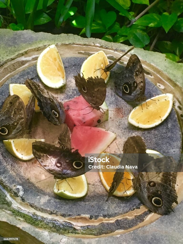 Butterflies in Xcaret Butterfly Pavilion: Butterflies feeding on Oranges and Watermelon. Animals In Captivity Stock Photo