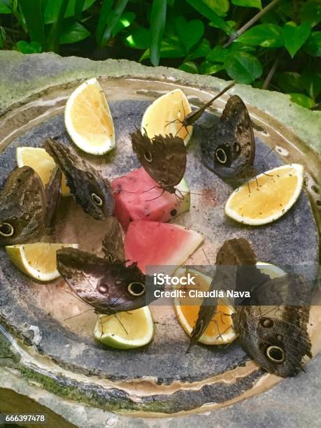 Butterflies In Xcaret Stock Photo - Download Image Now - Animals In Captivity, Butterfly - Insect, Butterfly Garden