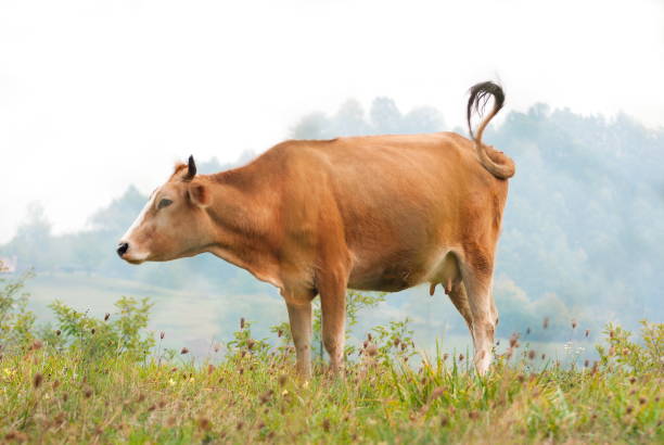 istock Caw grazing on the green grass field 666467880