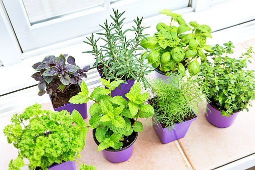 A group of four herb garden seedling plants in plastic retail containers. Purple basil, parsley rosemary, mint, basil thyme, and fennel, they are on a window sill ready to be planted.