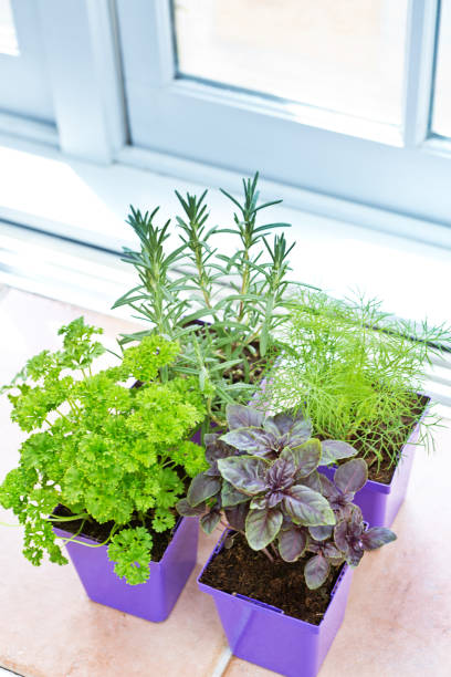 istock Herb Garden Seedling Plants in Retail Containers 666467888