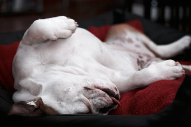 istock exhausted bulldog sleeps upside down 666473498