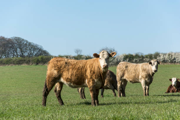 istock Looking on - Cows interrupted in the early morning 666476328