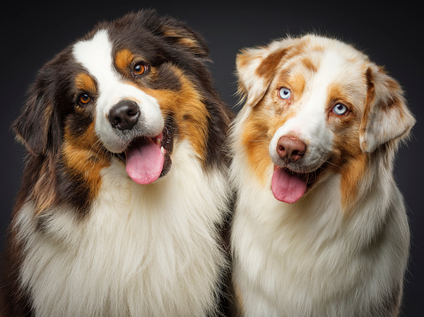 Two Australian Shepherds sit on forest road in summer and smile with tongue sticking out. Happy best friends aussie red tricolor and red merle have fun together in park. View from above.