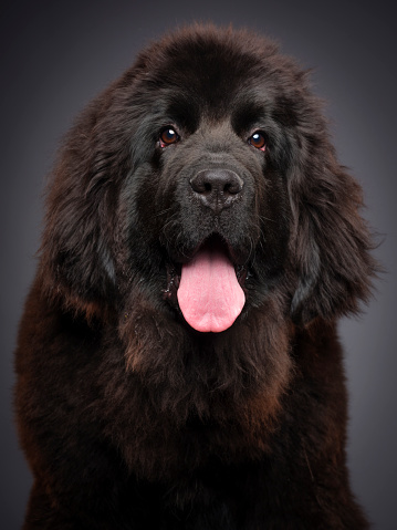 A close-up of a happy Newfoundland dog looking directly at the camera.