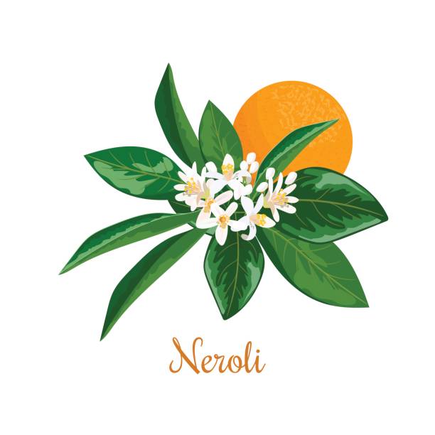 neroli. bitterorange baum, zweig, blüten und früchte - orangenbaum blüte stock-grafiken, -clipart, -cartoons und -symbole