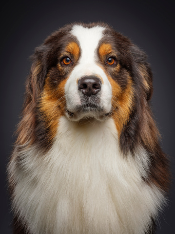 A close-up of a purebred Australian Shepherd dog looking directly at the camera.