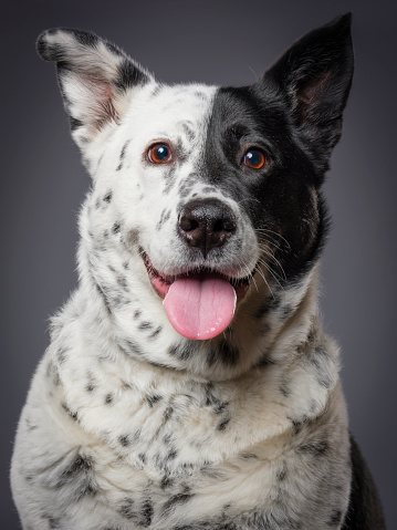A close-up of a Australian Shepherd Blue Heeler mixed breed dog looking directly at the camera.