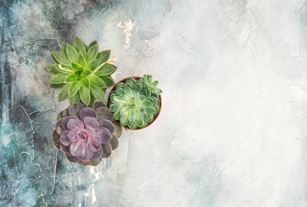 istock Floral flat lay Succulent plants stone background 666480878