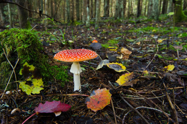 istock autumn leaves and beautiful red fly agaric 666489394