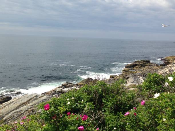 istock Flowers on Rocky Coast 666489912