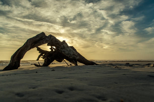 istock Driftwood on the Beach 666492726