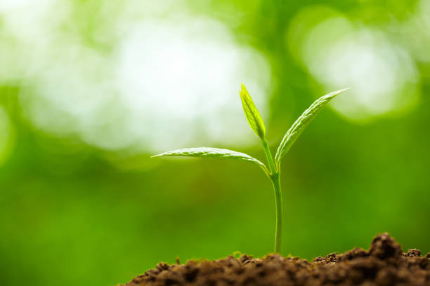 istock Spring Bud Growing with green Nature Background 666493166