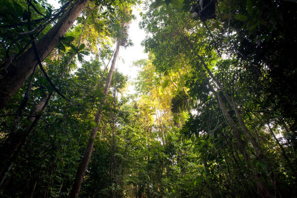 istock Landscape rain forest National Park in Thailand 666499780