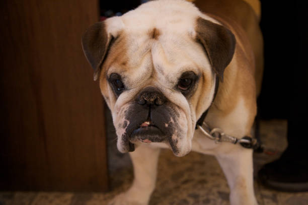 istock Dogs over dogs 666500362