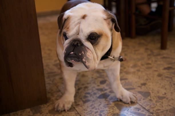istock Dogs over dogs 666502542