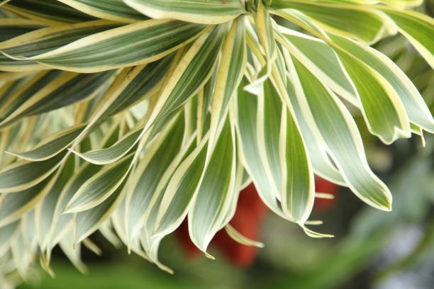 istock Tropical Flowers and plants 666502644