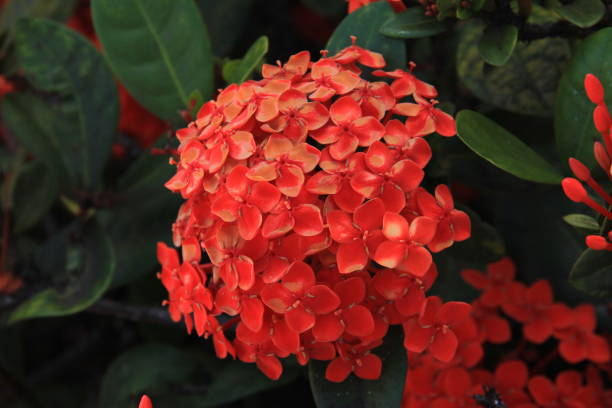 istock Tropical Flowers and plants 666502732