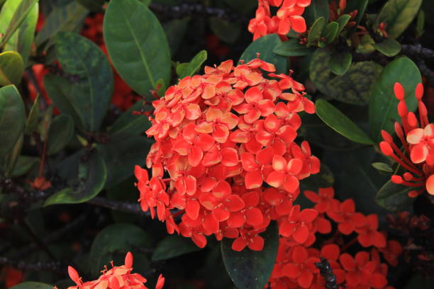 istock Tropical Flowers and plants 666502734