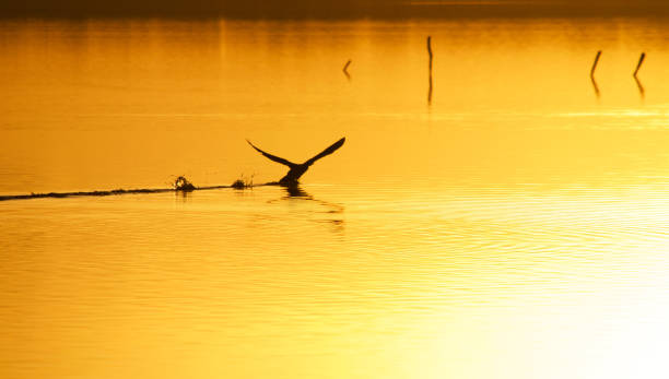 Sunset over Lake Massaciuccoli - Italy - Bird watching