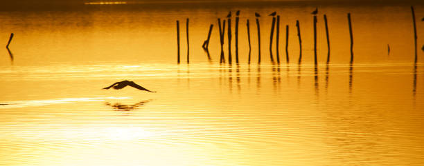istock Sunset over Lake Massaciuccoli - Italy - Bird watching 666503104
