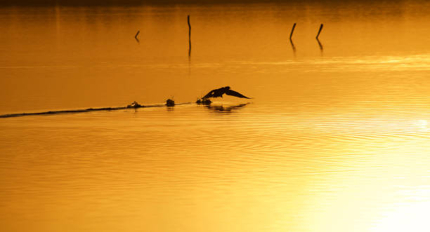istock Sunset over Lake Massaciuccoli - Italy - Bird watching 666503106