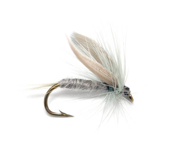 istock fly for fishing on white background 666510720