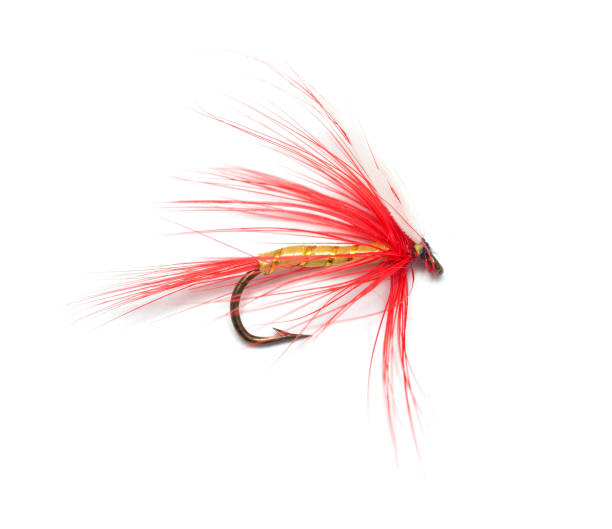 istock fly for fishing on white background 666513224