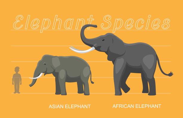 Elephant Sizes Comparison Cartoon Vector Animal Cartoon EPS10 File Format asian elephant stock illustrations