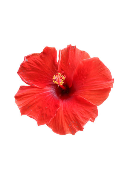 istock Red Hibiscus flower on white background 666518046