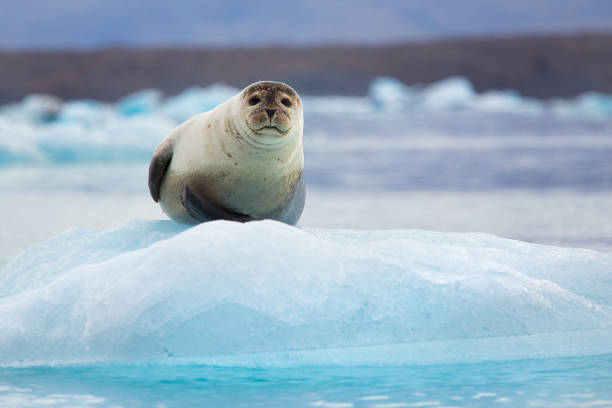 Sceau sur un iceberg - Photo