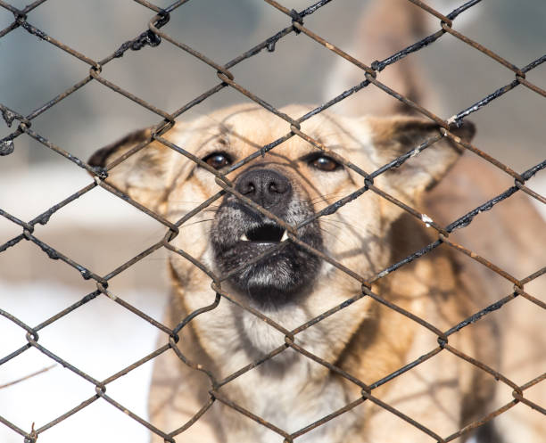 istock angry dog behind a fence 666520488
