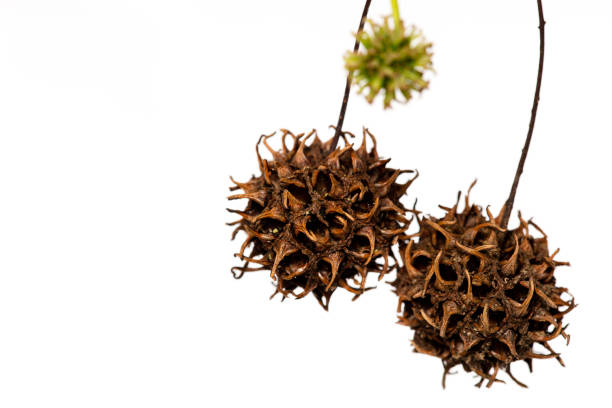 American sweetgum branches with buds and seed balls - Latin name - Liquidambar styraciflua